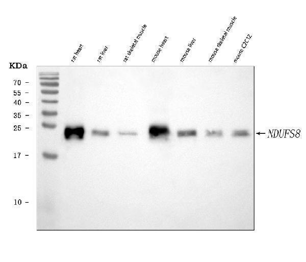  Western blot analysis of NDUFS8 using anti-NDUFS8 antibody (A08275-2)