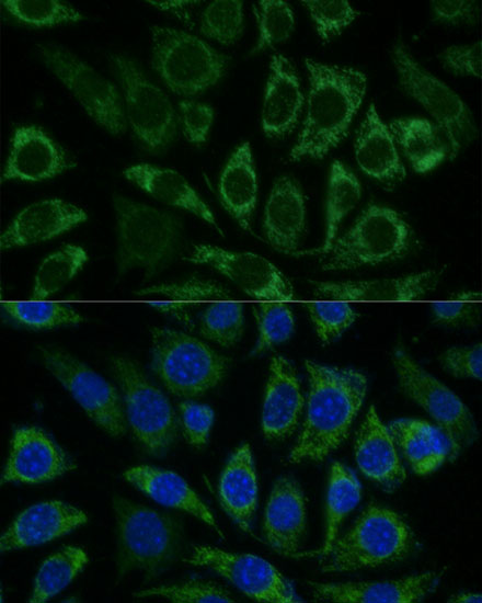 Immunofluorescence analysis of L929 cells using NDUFS8 Polyclonal Antibody  at dilution of 1:100 