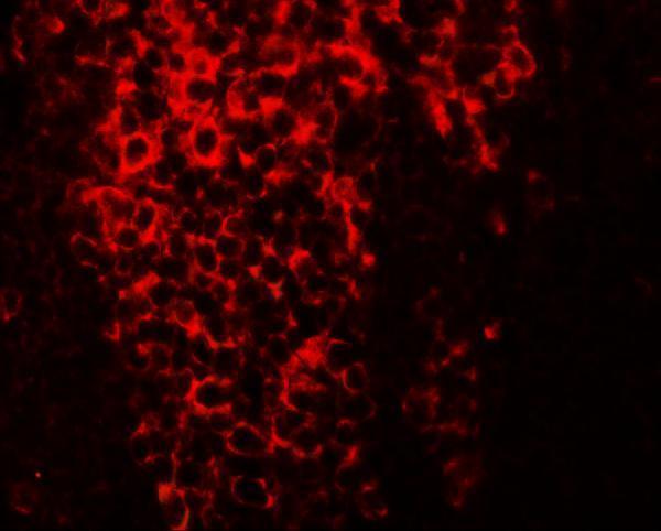 a08278 tfcp2l1 primary antibodies if testing 3