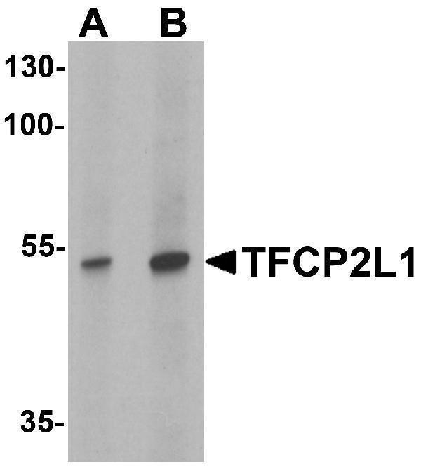 a08278 tfcp2l1 primary antibodies wb testing 1