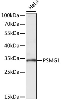 a08279 psmg1 primary antiboties wb testing 1