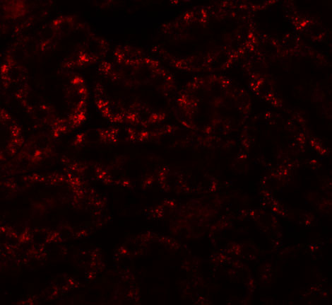 a08280 1 anapc5 primary antibodies if testing 3