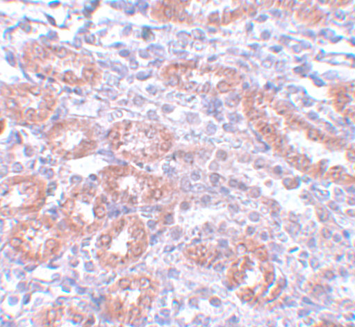 a08280 1 anapc5 primary antibodies ihc testing 2