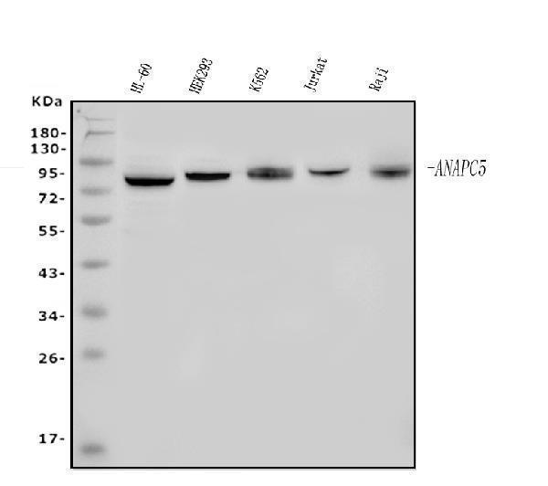 a08280 2 anapc5 primary antibodies wb testing 1