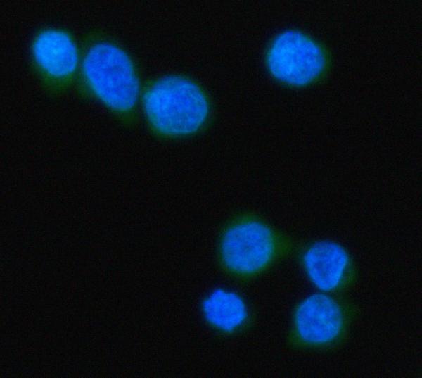 a08281 1 mzb1 primary antibodies if testing 5