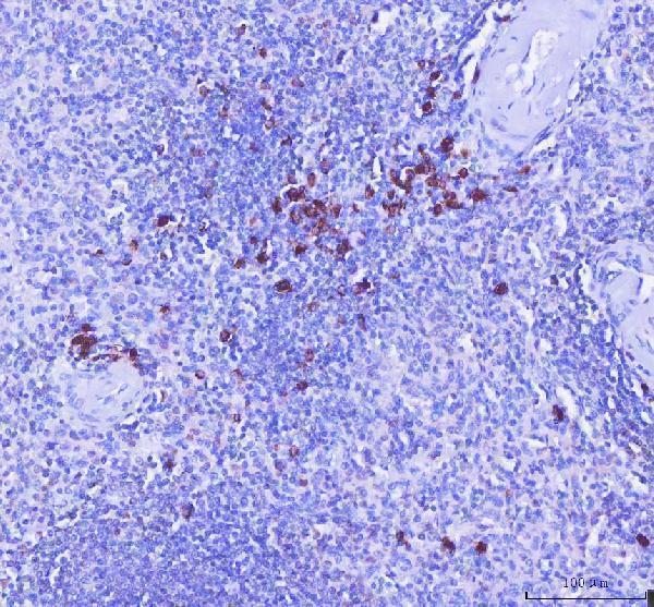 a08281 1 mzb1 primary antibodies ihc testing 2