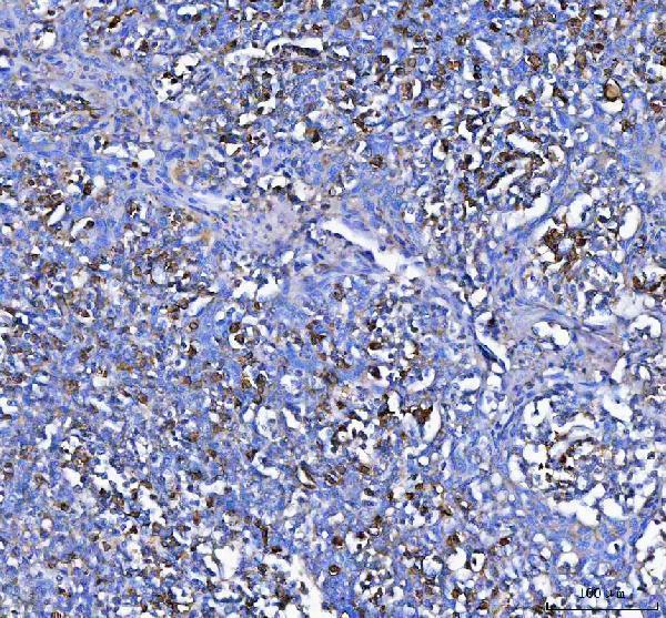 a08281 1 mzb1 primary antibodies ihc testing 3