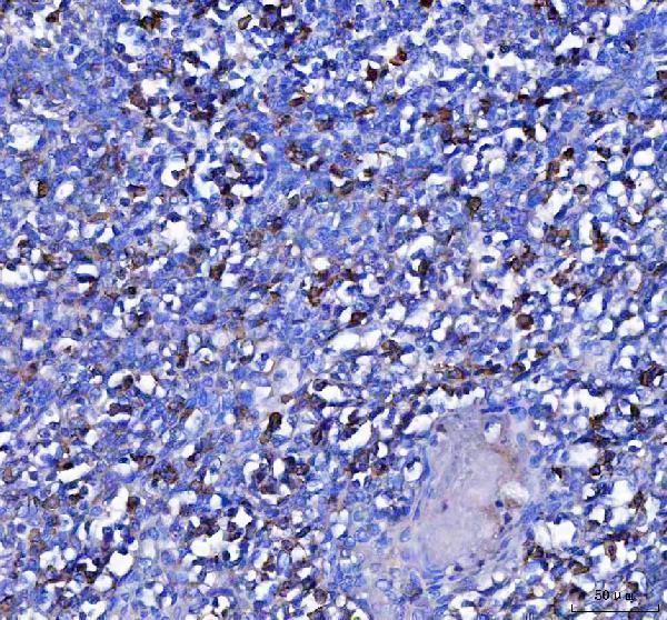 a08281 1 mzb1 primary antibodies ihc testing 4
