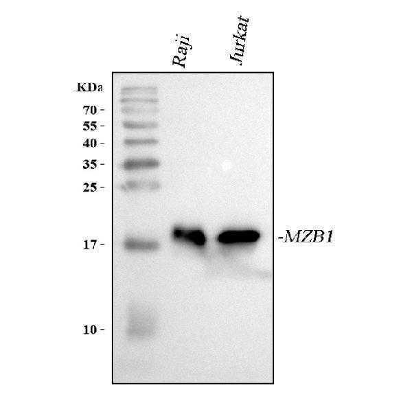 a08281 1 mzb1 primary antibodies wb testing 1