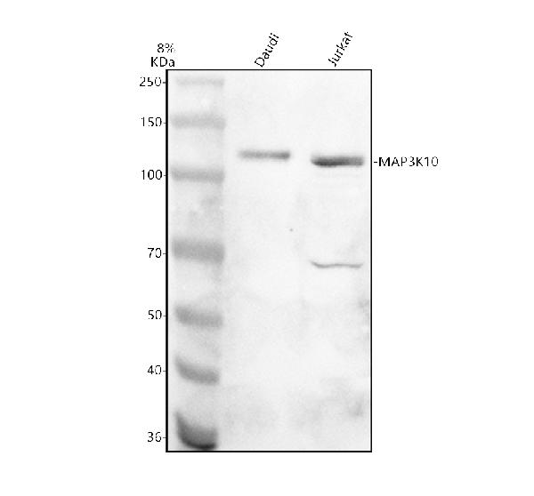 a08285 3 map3k10 primary antibodies wb testing 1