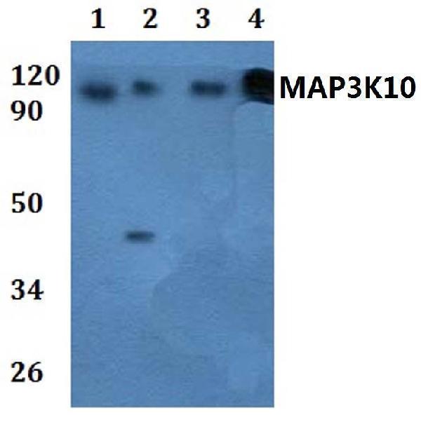 a08285 map3k10 primary antiboties wb testing 1