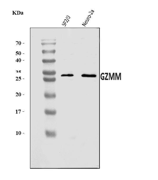 a08286 1 gzmm primary antibodies wb testing 1