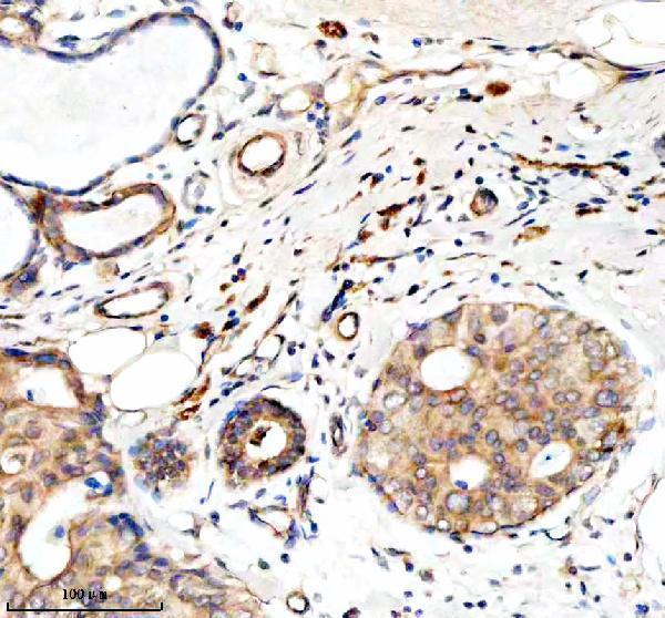 a08286 2 gzmm primary antibodies ihc testing 1