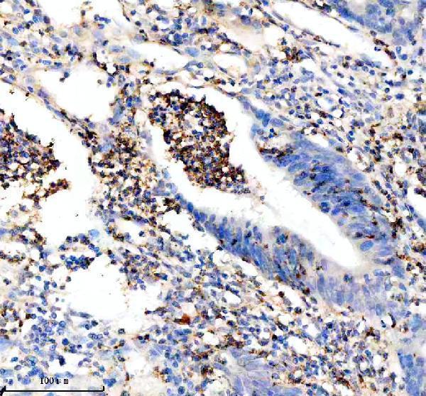 a08286 2 gzmm primary antibodies ihc testing 2