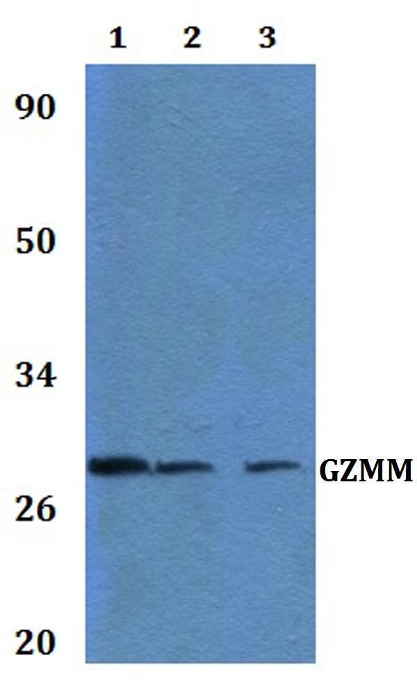 a08286 gzmm primary antiboties wb testing 1