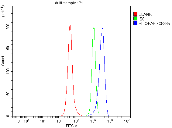 a08288 1 slc26a8 primary antibodies fcm testing 1