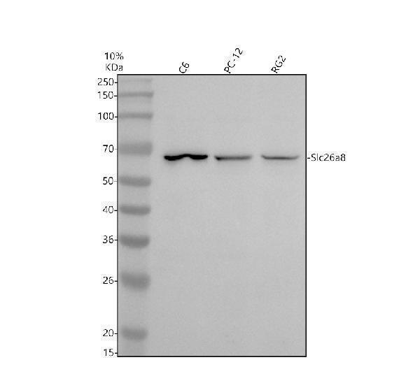 a08288 1 slc26a8 primary antibodies wb testing 1