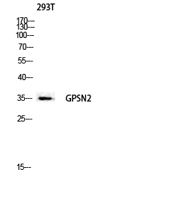 a08289 tecr primary antibodies wb testing 2