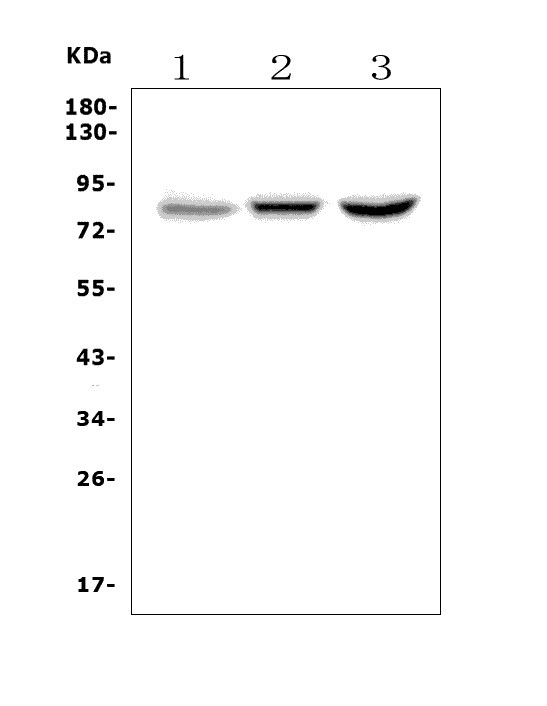 a08290 2 setdb2 primary antibodies wb testing 1