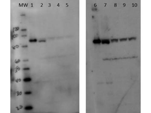 a08290 setdb2 primary antibodies wb testing 1