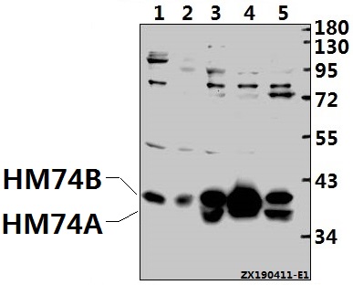 a08292t327 hcar3 primary antiboties wb testing 1