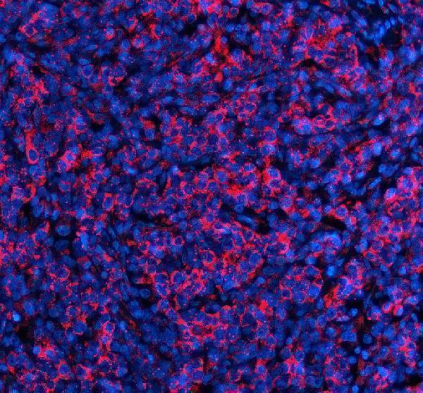 a08297 1 slirp primary antibodies if testing 2