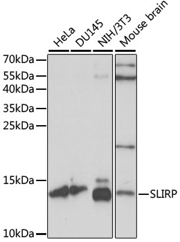 a08297 slirp primary antiboties wb testing 1