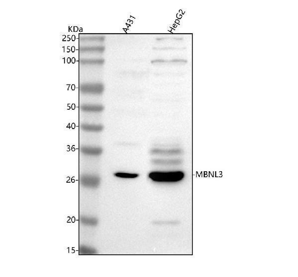  Western blot analysis of MBNL3 using anti-MBNL3 antibody (A08298)
