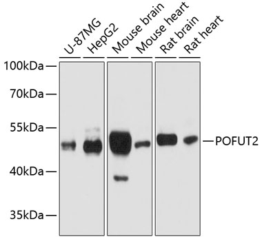 a08299 pofut2 primary antiboties wb testing 1