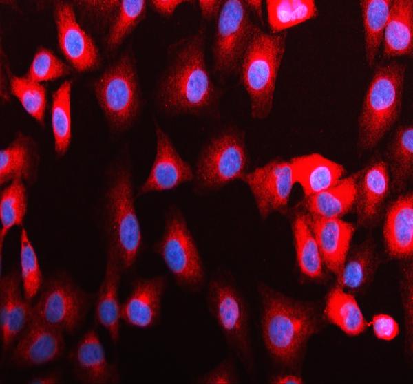 a08300 1 glce primary antibodies if testing 1
