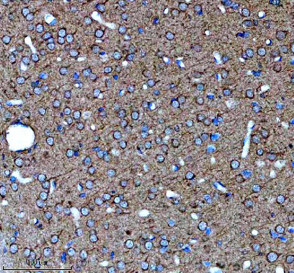 a08300 1 glce primary antibodies ihc testing 2