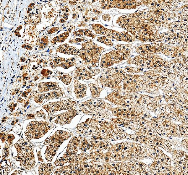 a08300 1 glce primary antibodies ihc testing 4