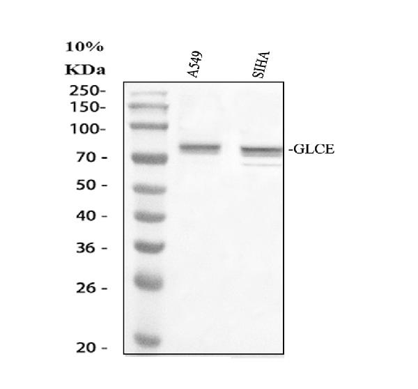 a08300 1 glce primary antibodies wb testing 1