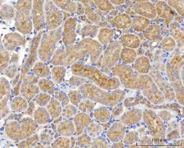  IHC analysis of NUDT6 using anti-NUDT6 antibody (A08301-1)