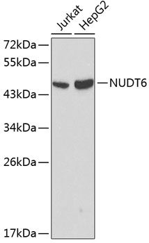 Western blot analysis of extracts of various cell lines, using NUDT6 antibody  at 1:1000 dilution
