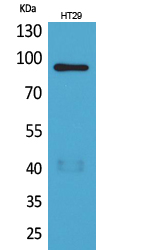 Western Blot analysis of HT29 cells using Neuregulin-2 Polyclonal Antibody