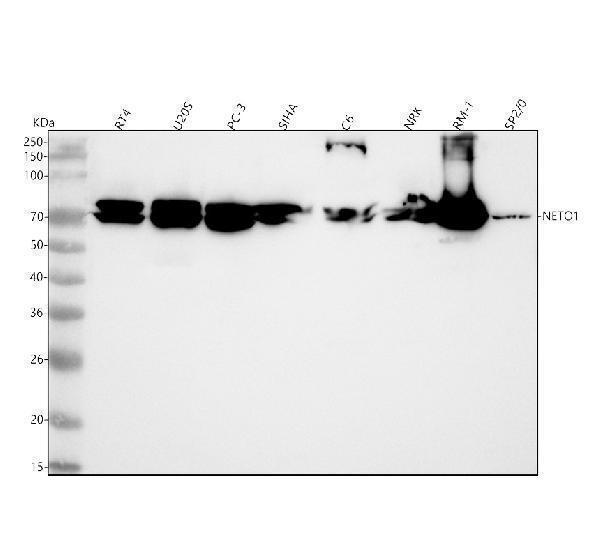  Western blot analysis of NETO1 using anti-NETO1 antibody (A08303-1)