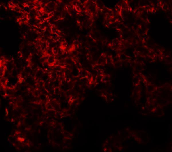 a08303 neto1 primary antibodies if testing 3