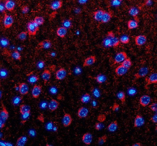 a08311 1 nnat primary antibodies if testing 1