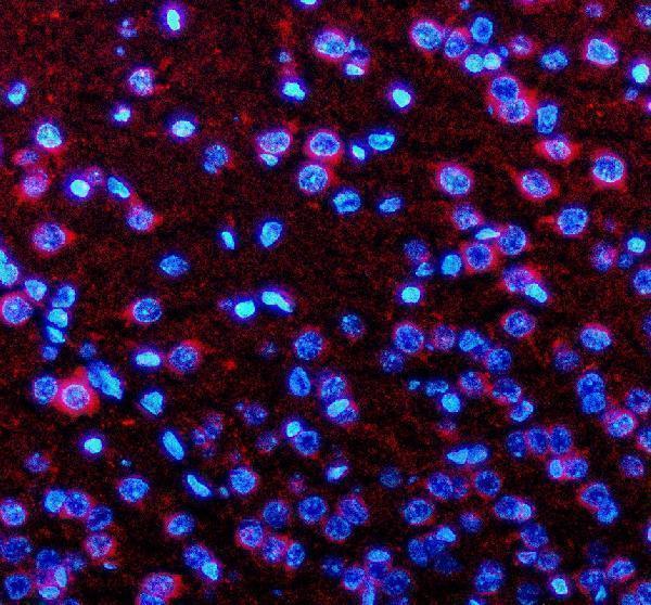 a08311 1 nnat primary antibodies if testing 2