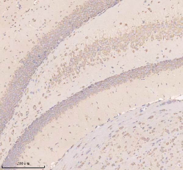 a08311 1 nnat primary antibodies ihc testing 1