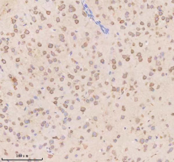 a08311 1 nnat primary antibodies ihc testing 2