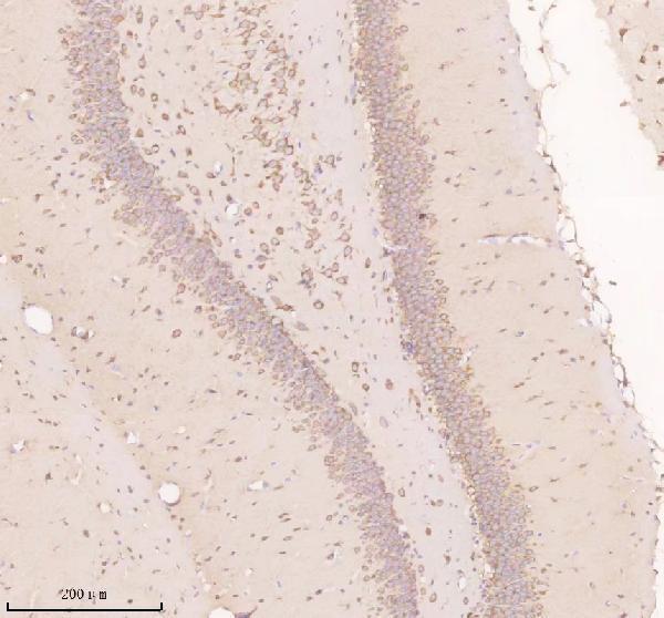 a08311 1 nnat primary antibodies ihc testing 3