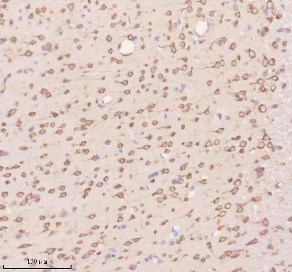 a08311 1 nnat primary antibodies ihc testing 4