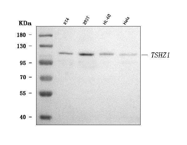 a08315 1 tshz1 primary antibodies wb testing 1
