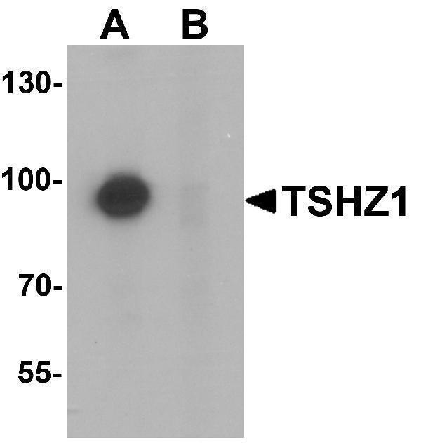 a08315 tshz1 primary antibodies wb testing 1