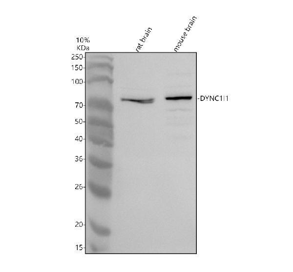 a08316 1 dync1i1 primary antibodies wb testing 1