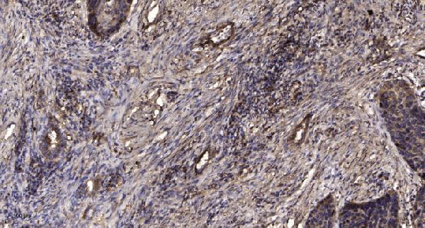 a08319 mia2 primary antibodies ihc testing 1