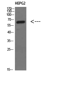 a08319 mia2 primary antibodies wb testing 2