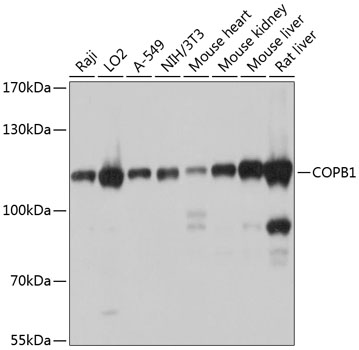 Western blot analysis of extracts of various cell lines, using COPB1 antibody  at 1:1000 dilution